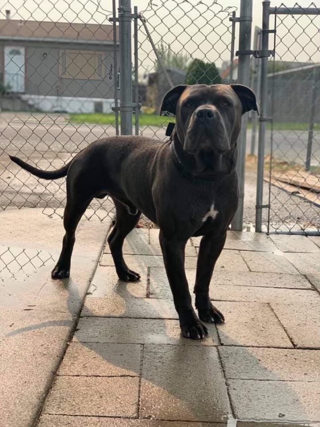 Dog Featured Image