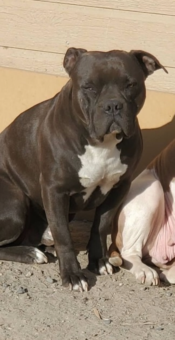 Dog Featured Image