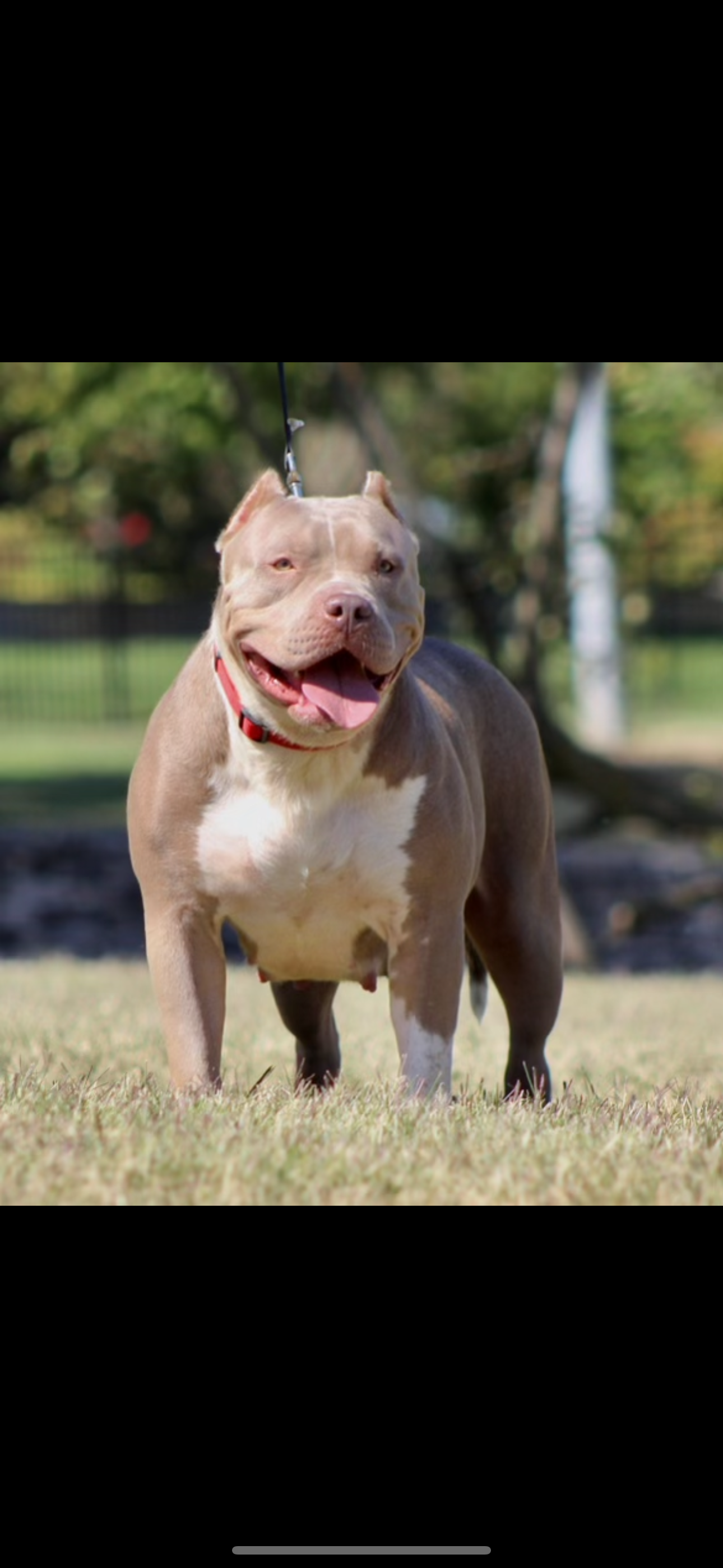 Dog Featured Image