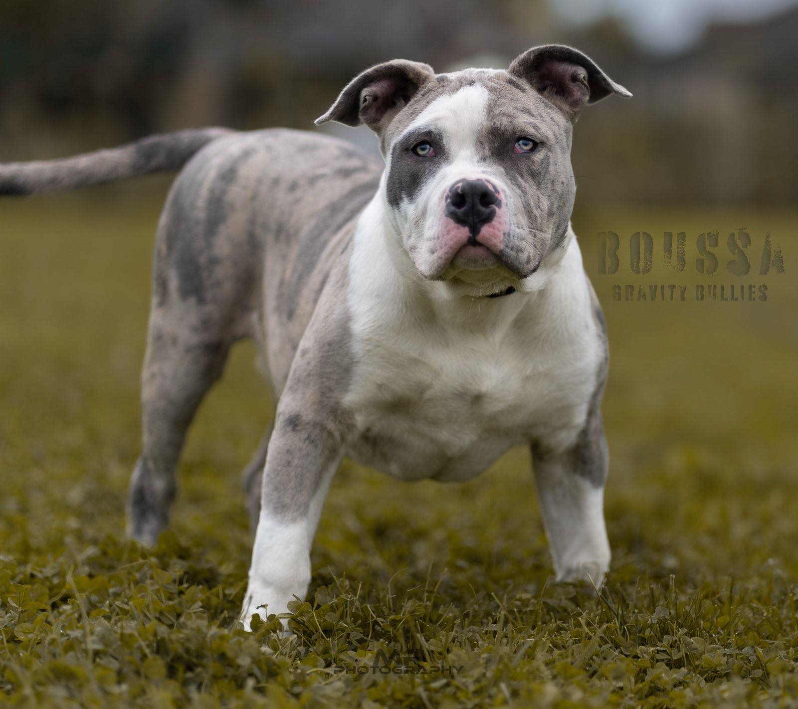 Dog Featured Image