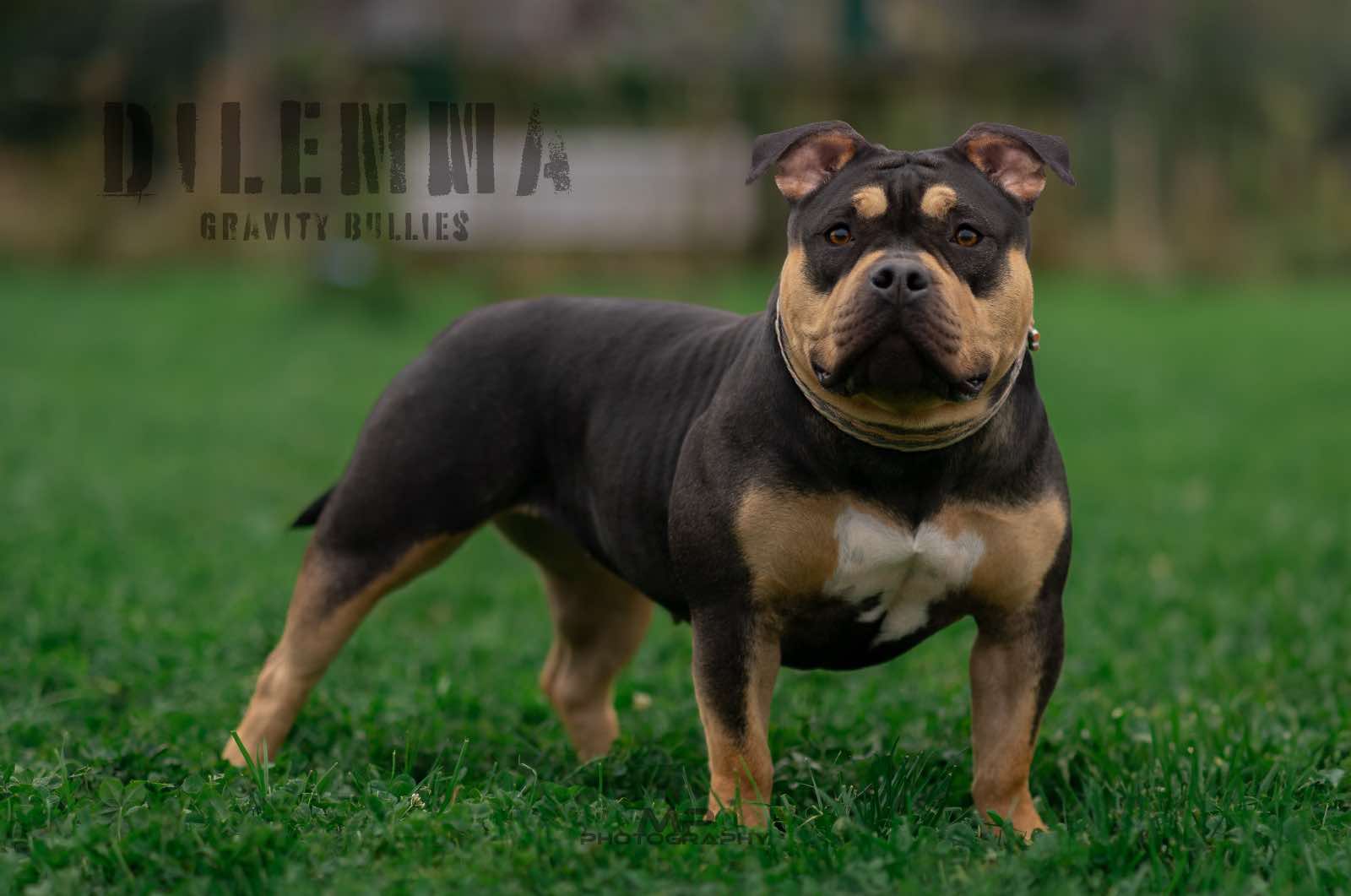 Dog Featured Image