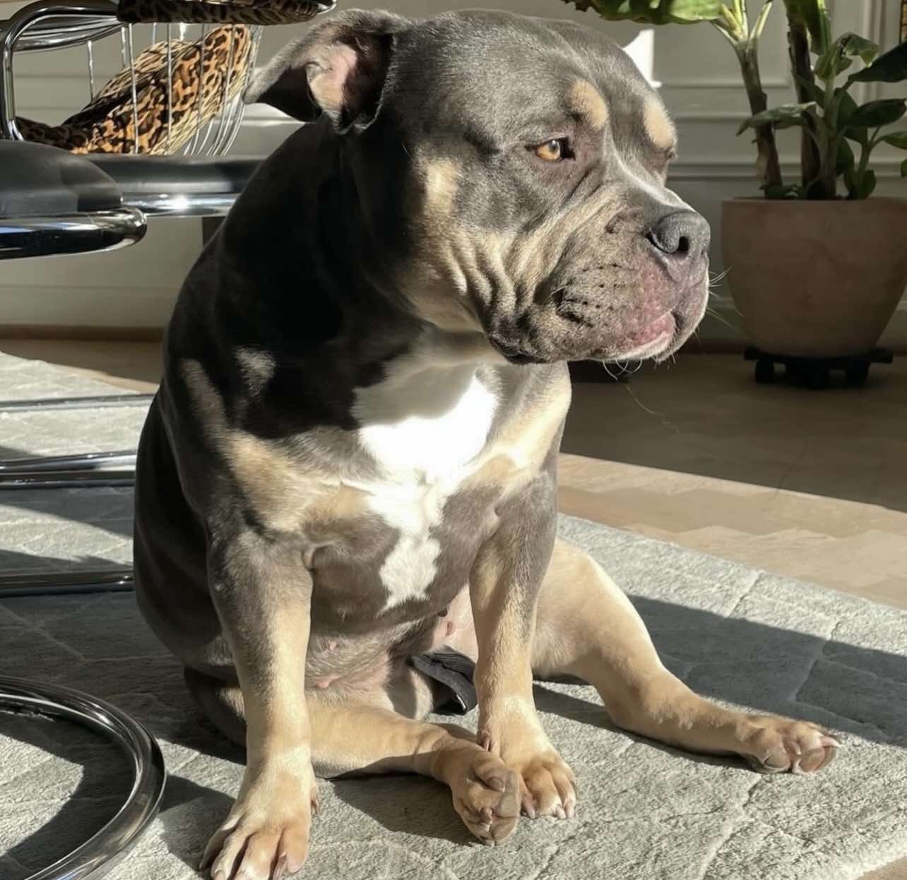 Dog Featured Image