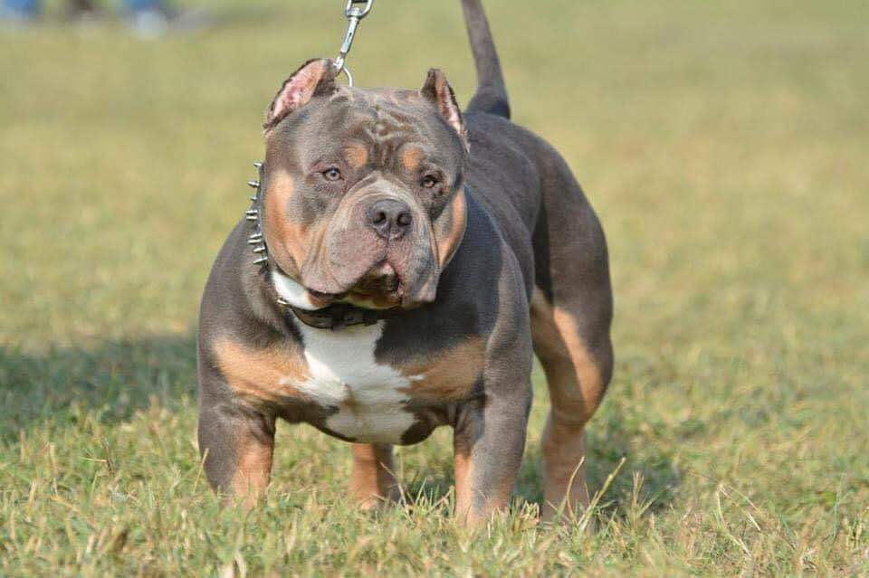 Dog Featured Image