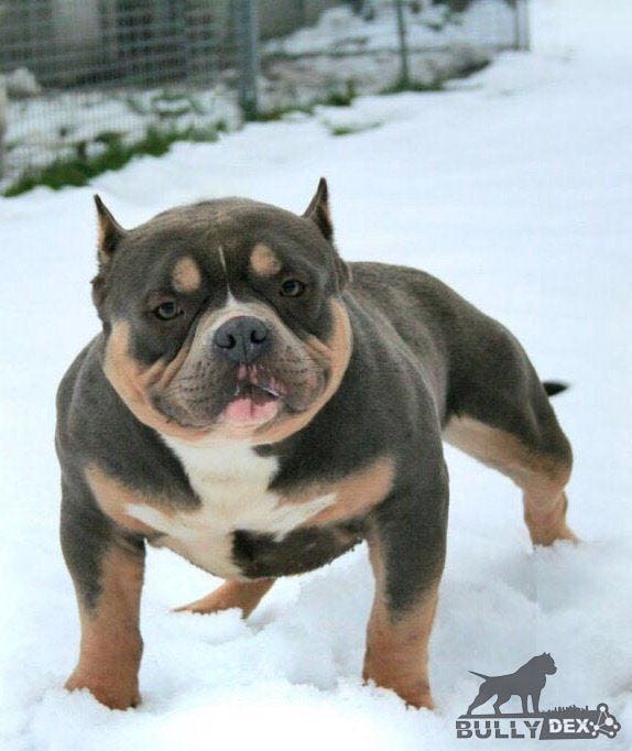 Dog Featured Image