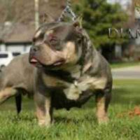 Dog Featured Image