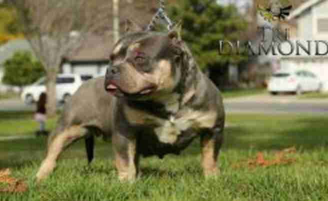 Dog Featured Image