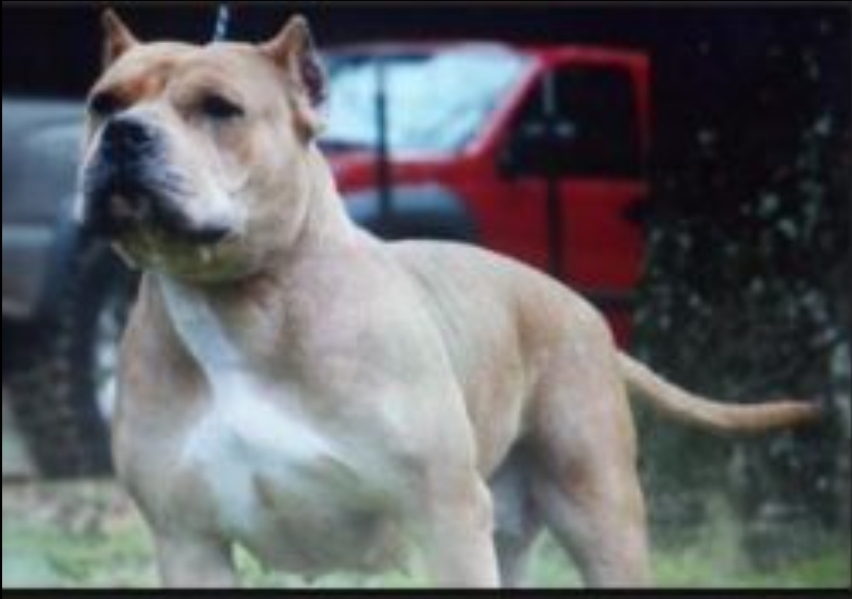 Dog Featured Image