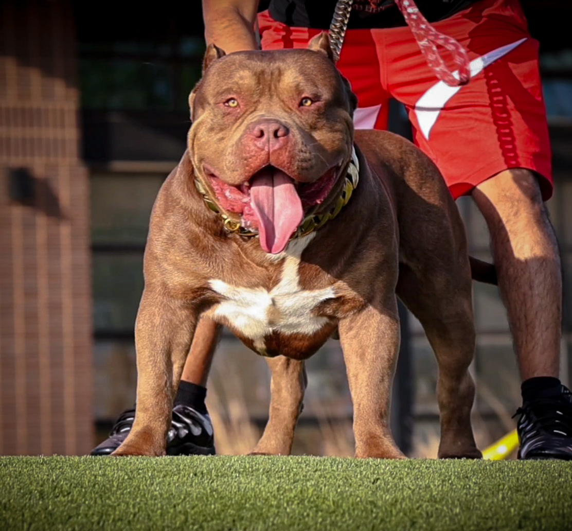 Dog Featured Image