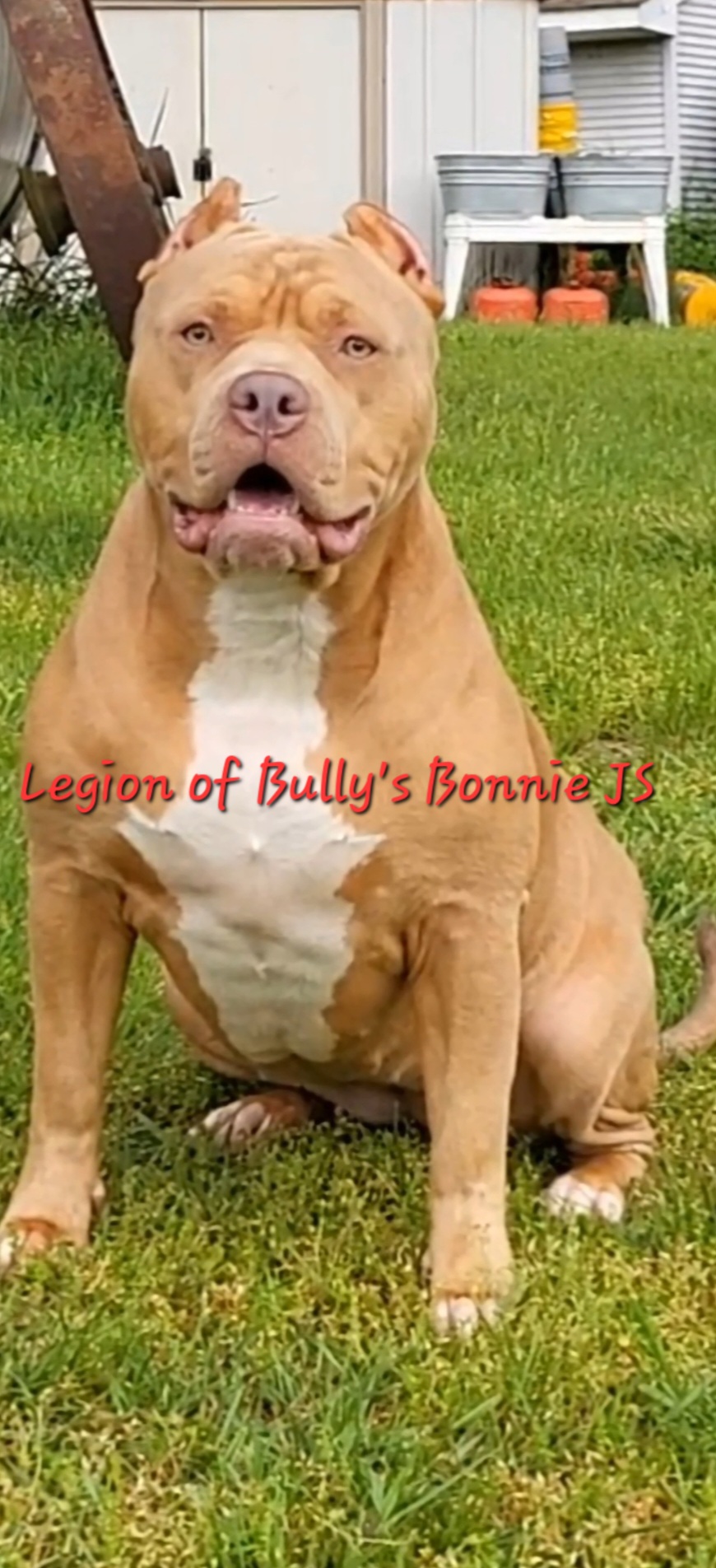 Dog Featured Image