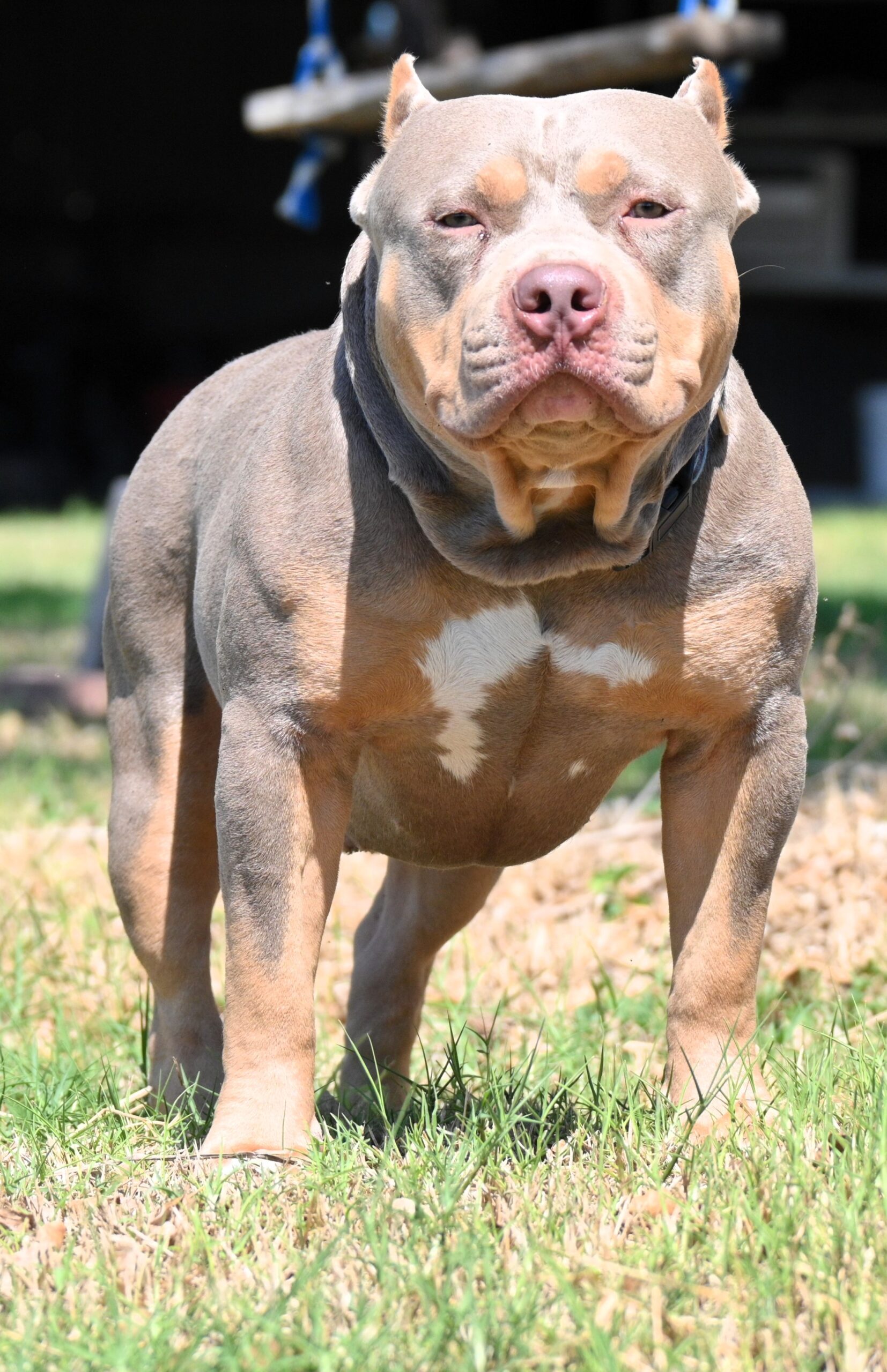 Dog Featured Image