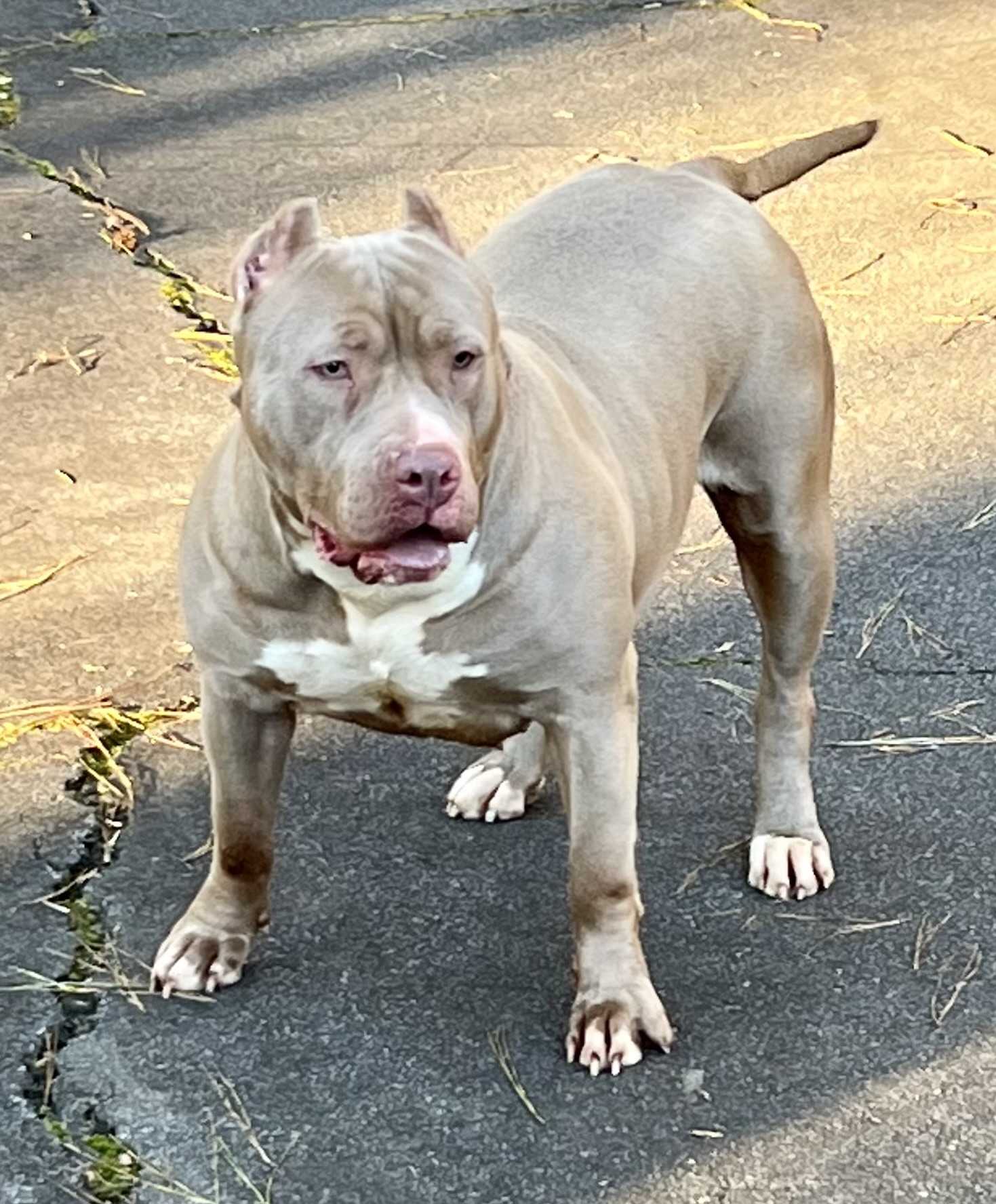 Dog Featured Image