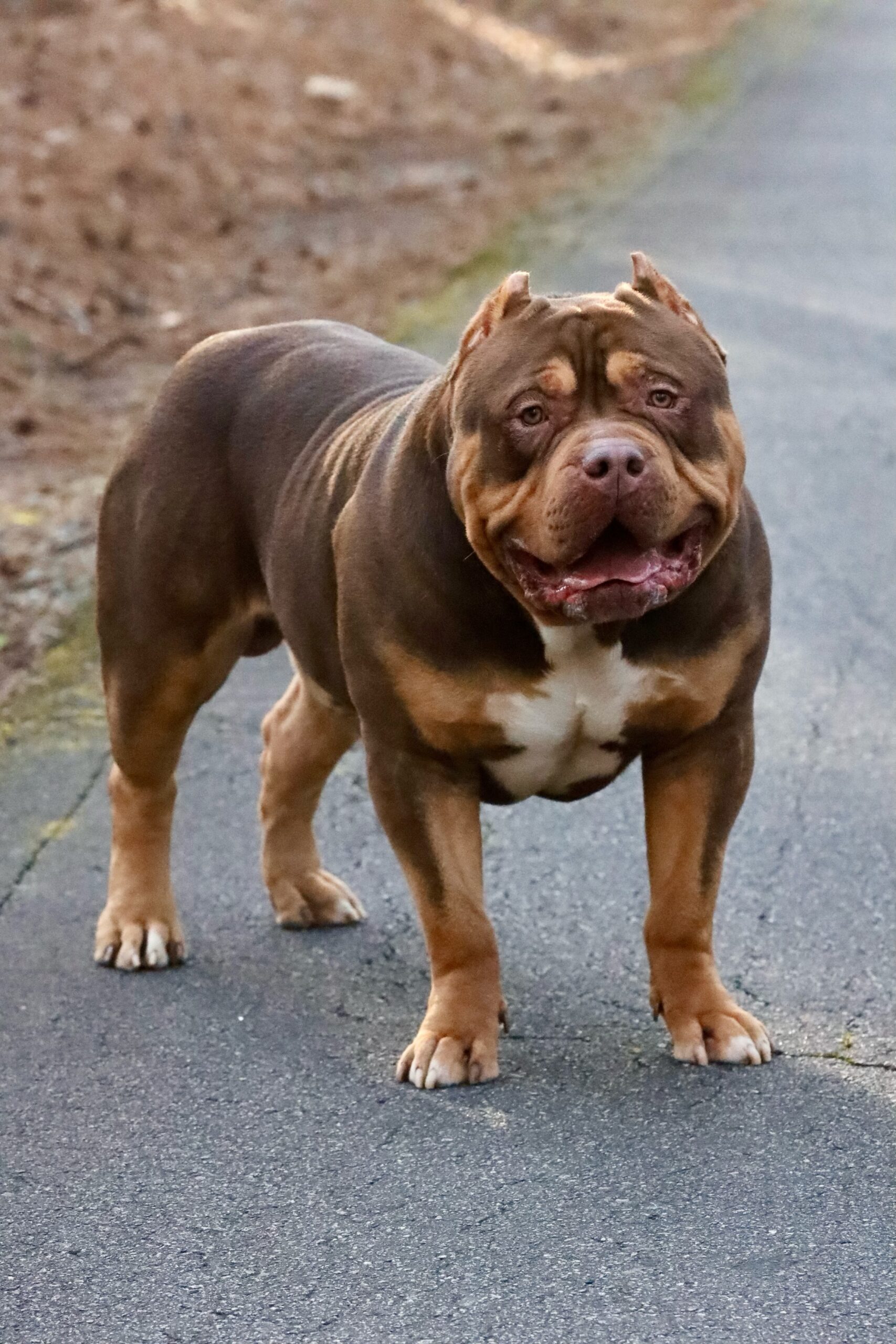 Dog Featured Image