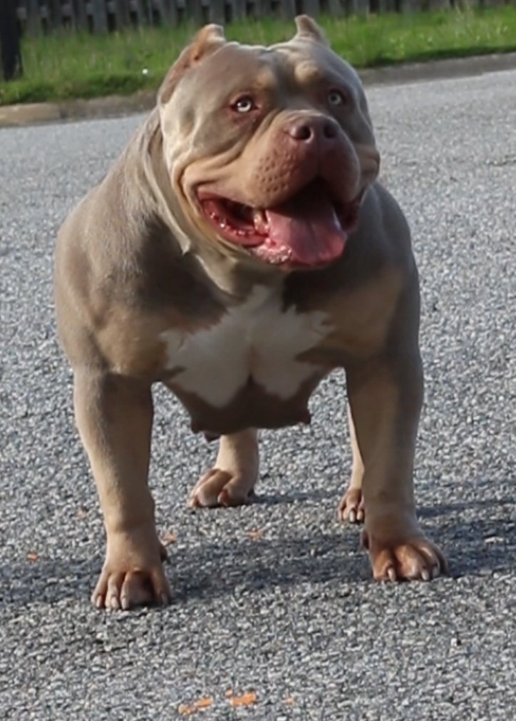 Dog Featured Image