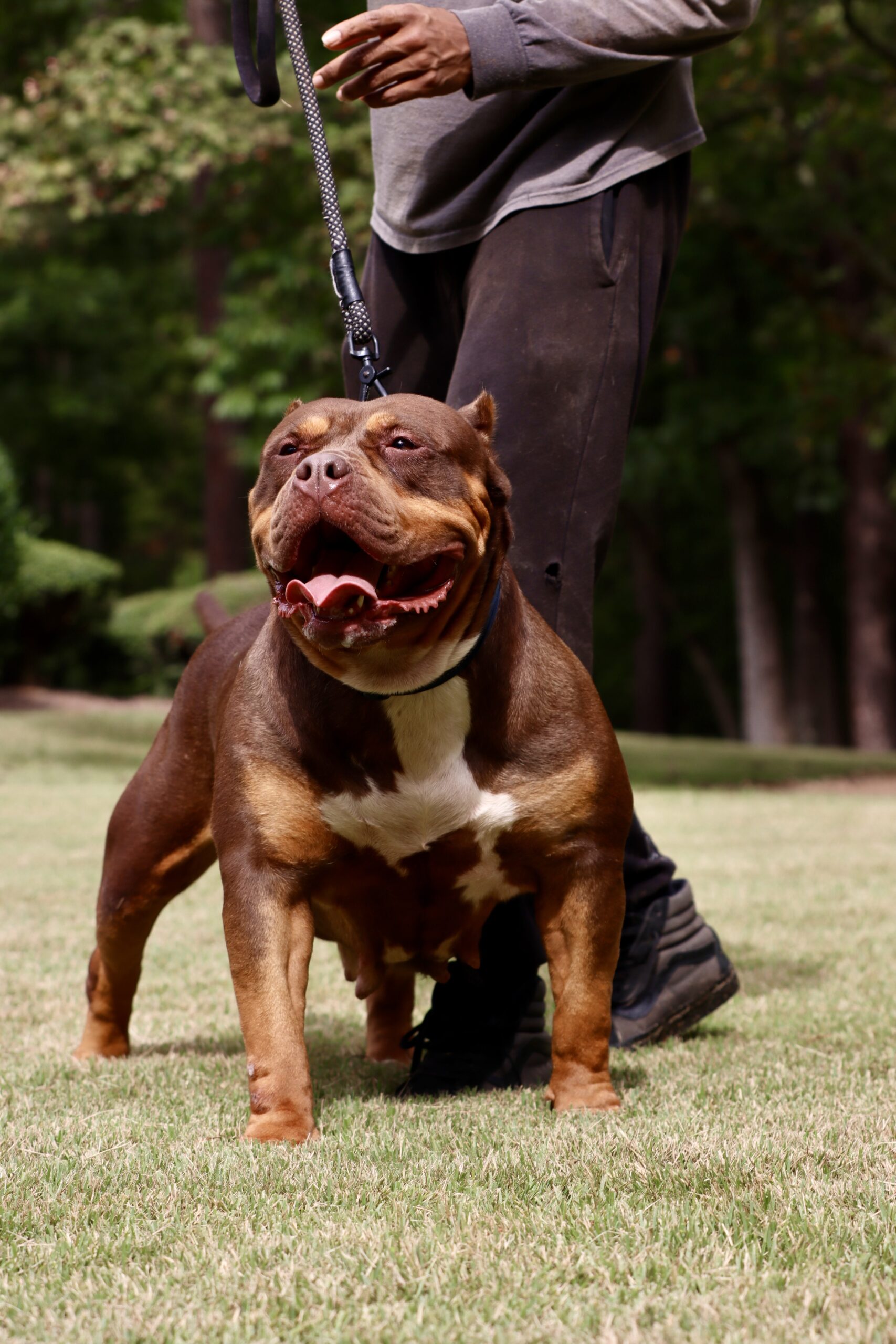 Dog Featured Image