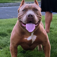 Dog Featured Image