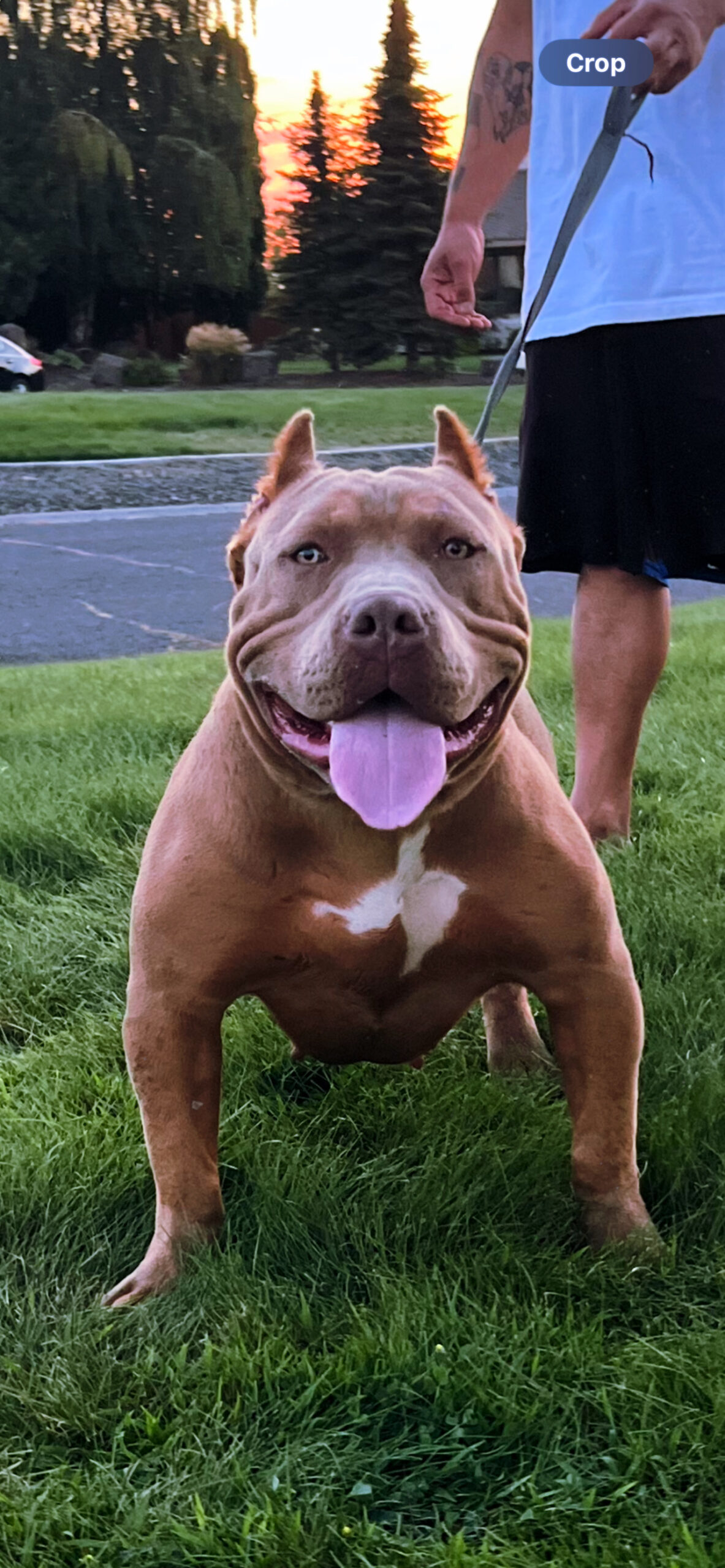 Dog Featured Image