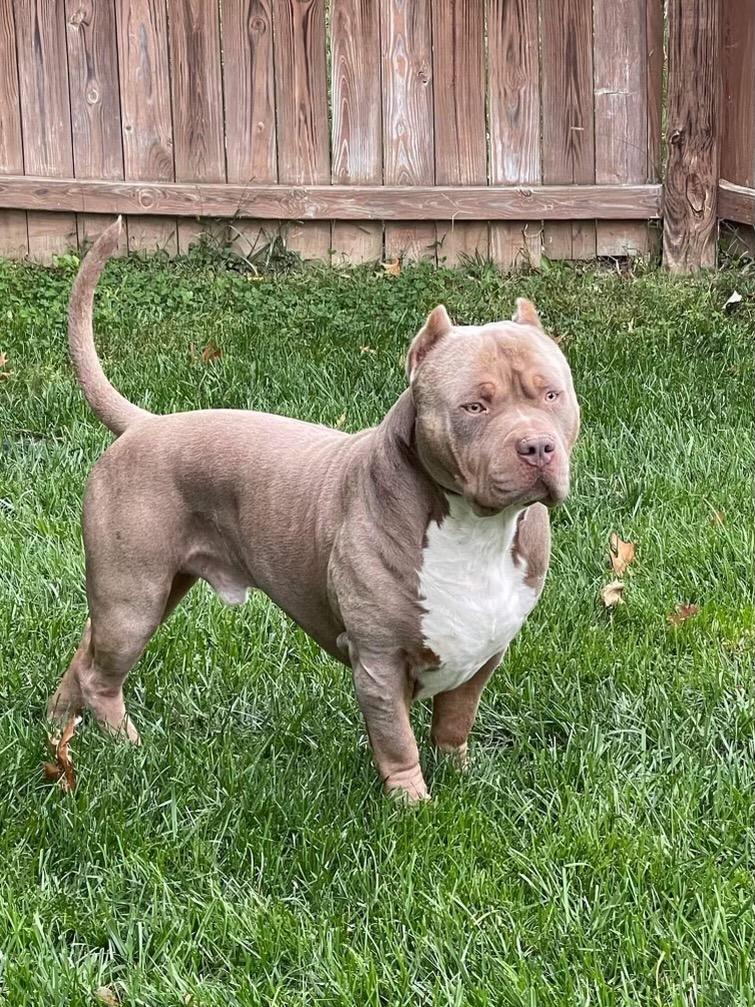 Dog Featured Image