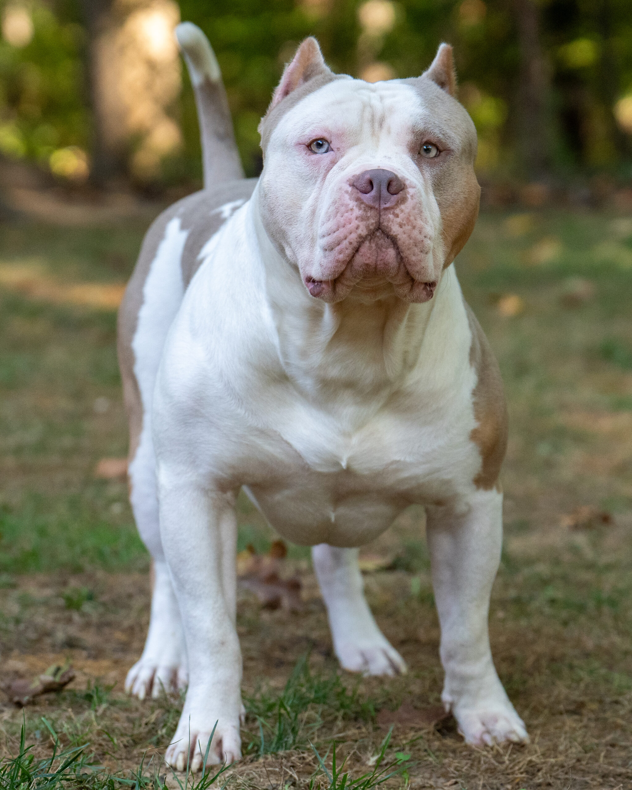 Dog Featured Image