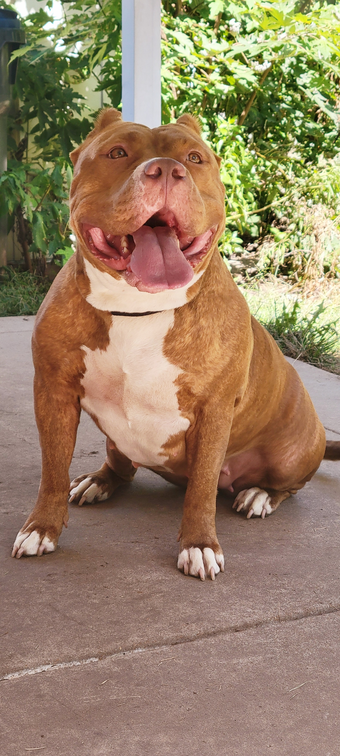 Dog Featured Image