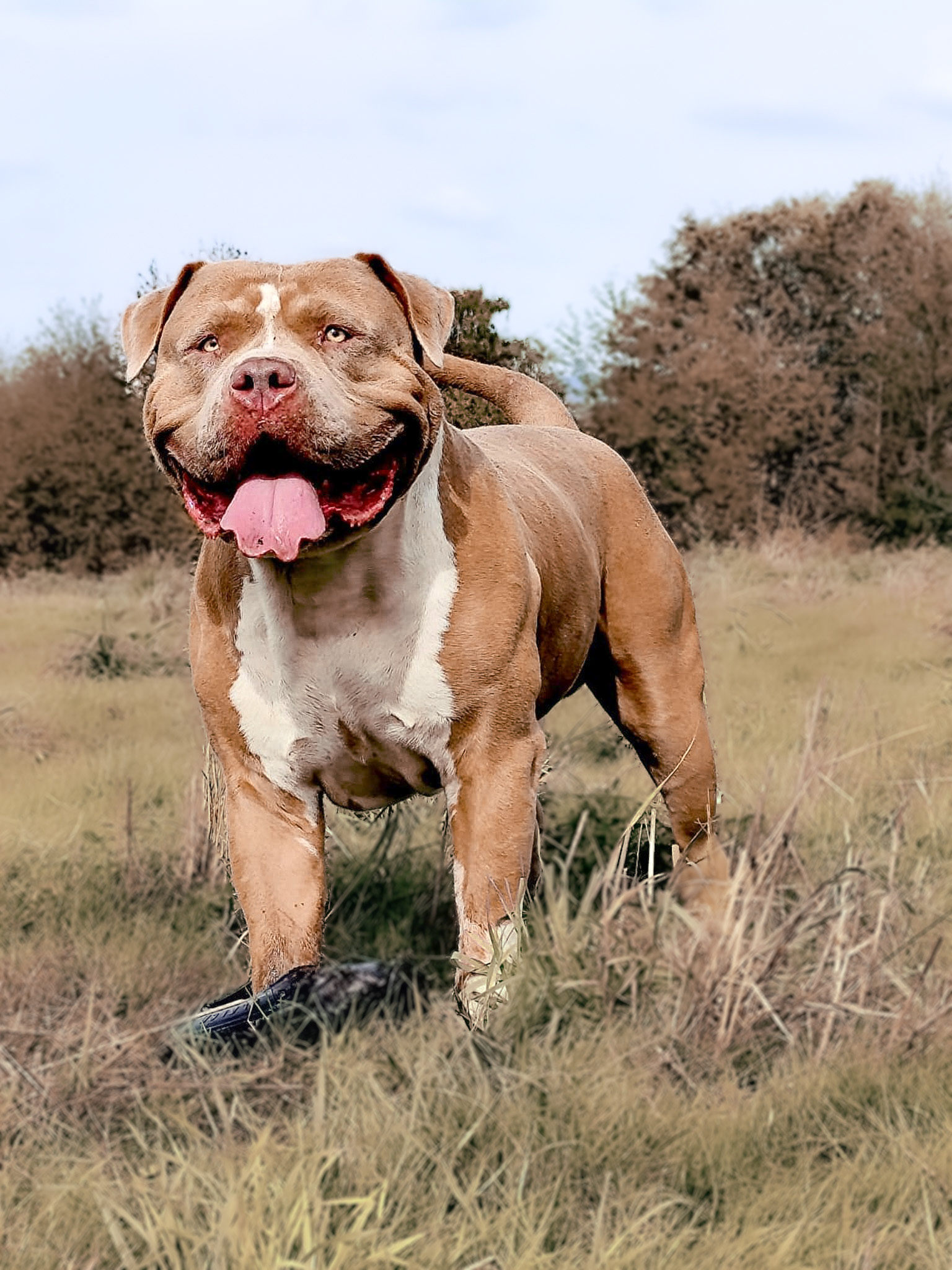 Dog Featured Image