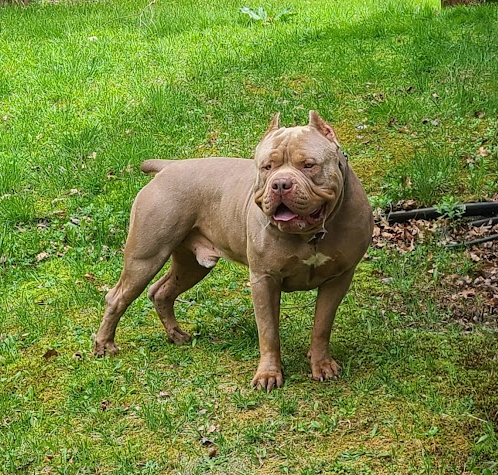 Dog Featured Image