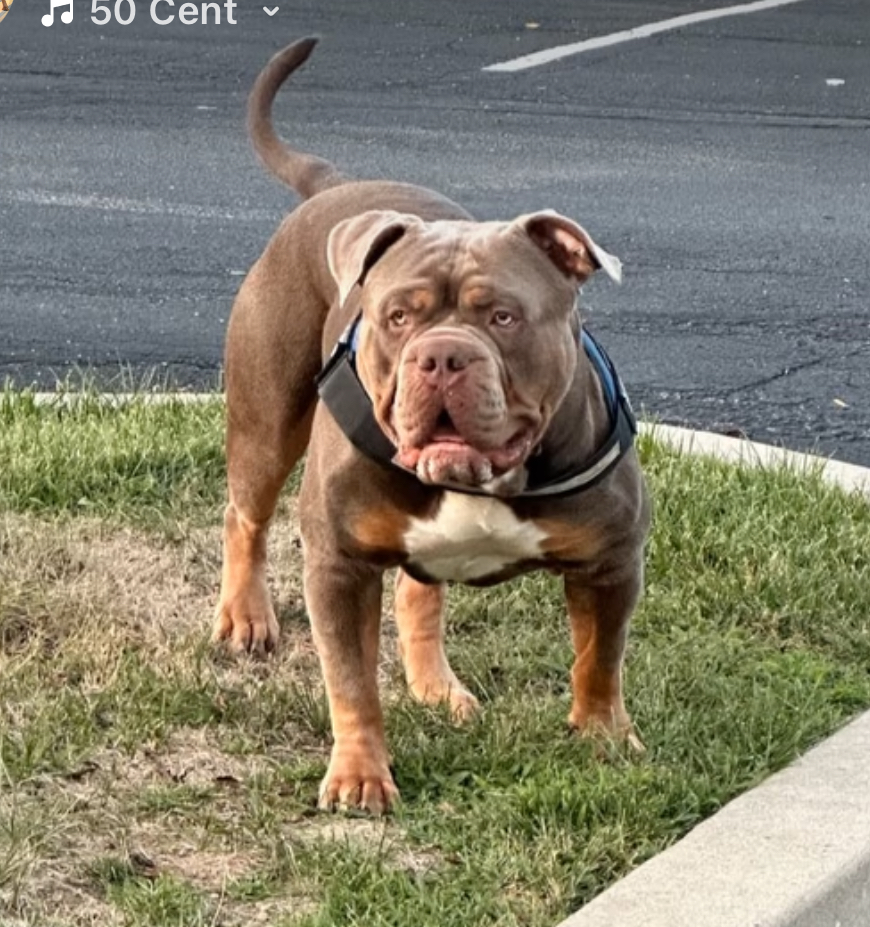 Dog Featured Image