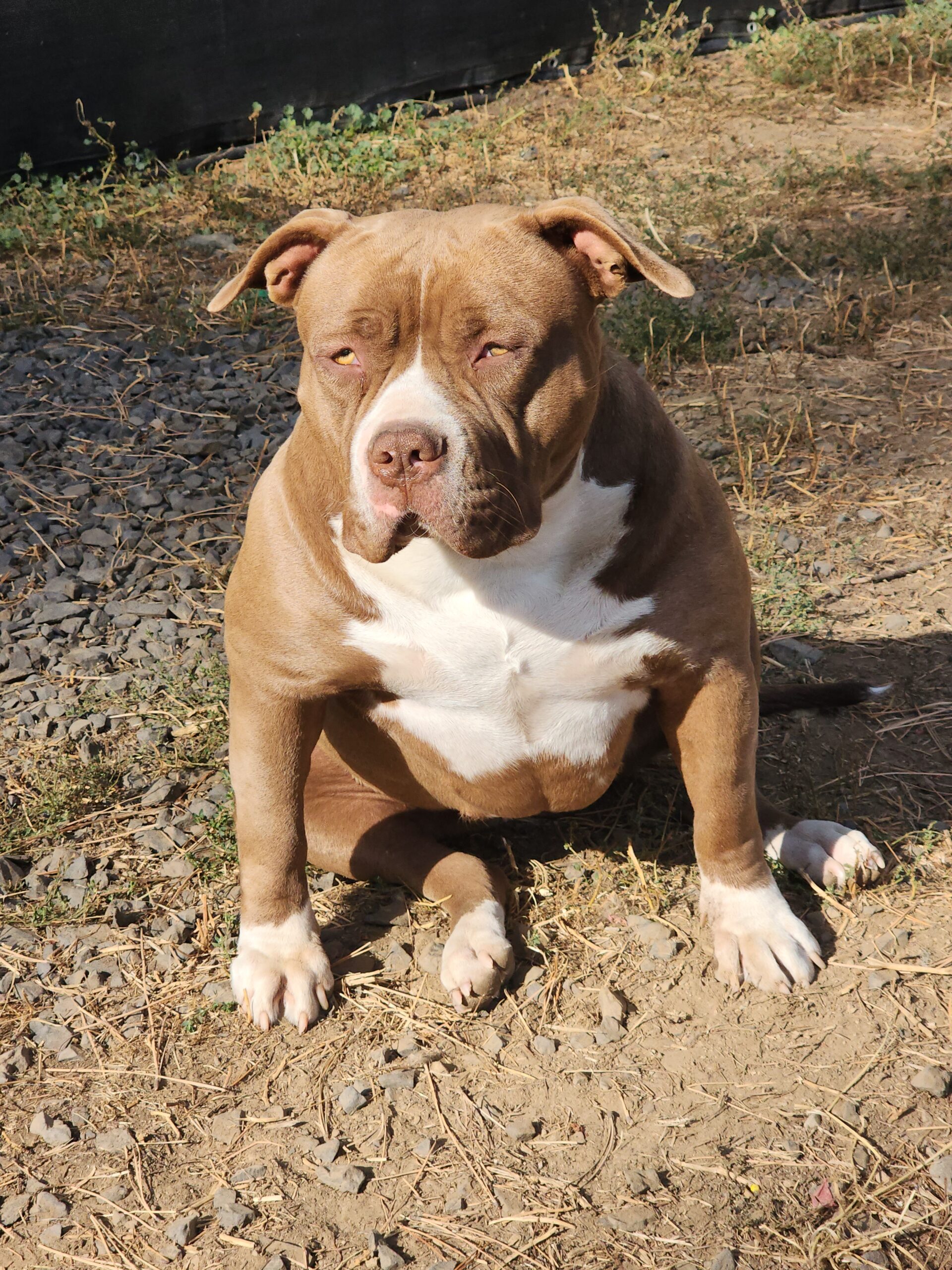 Dog Featured Image