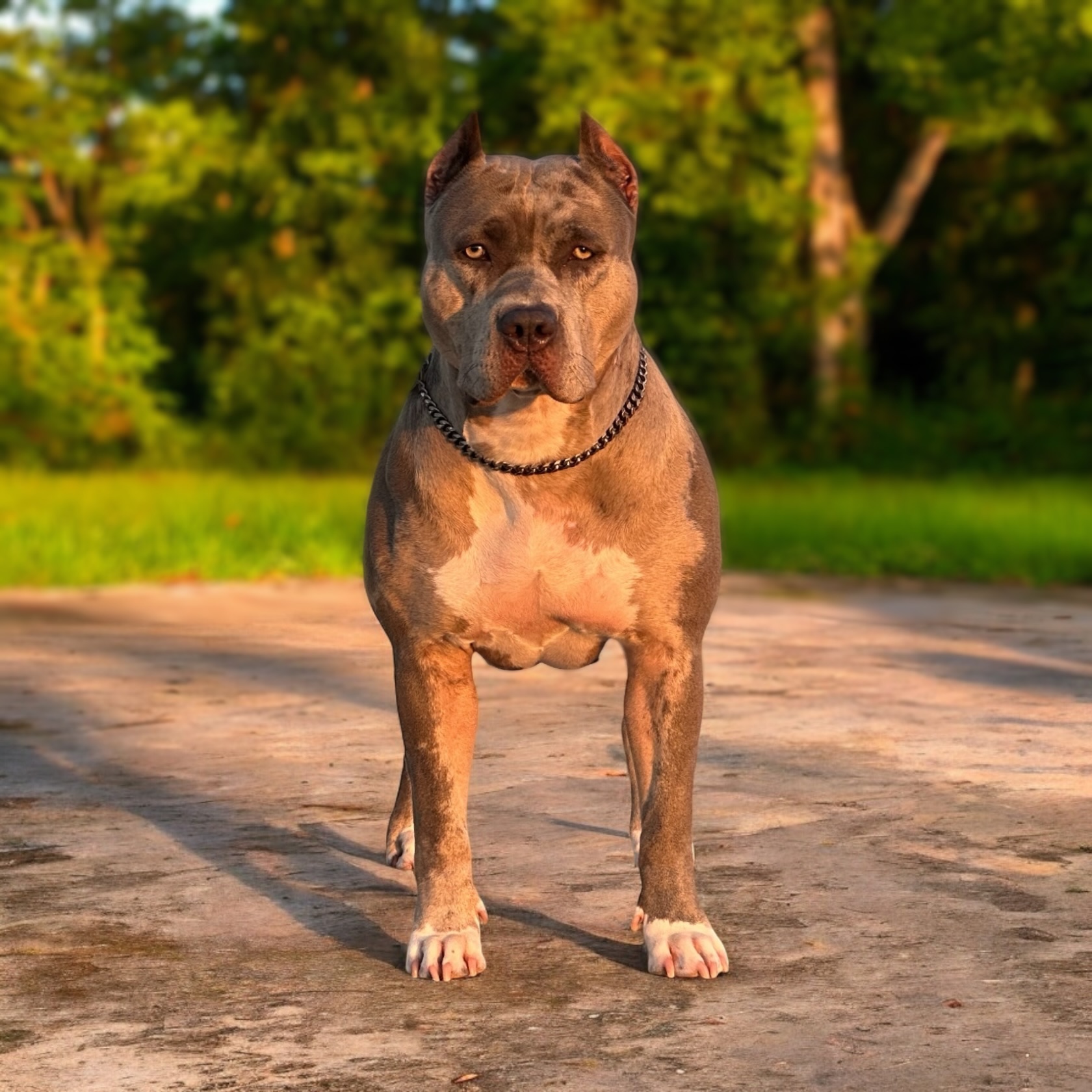 Dog Featured Image