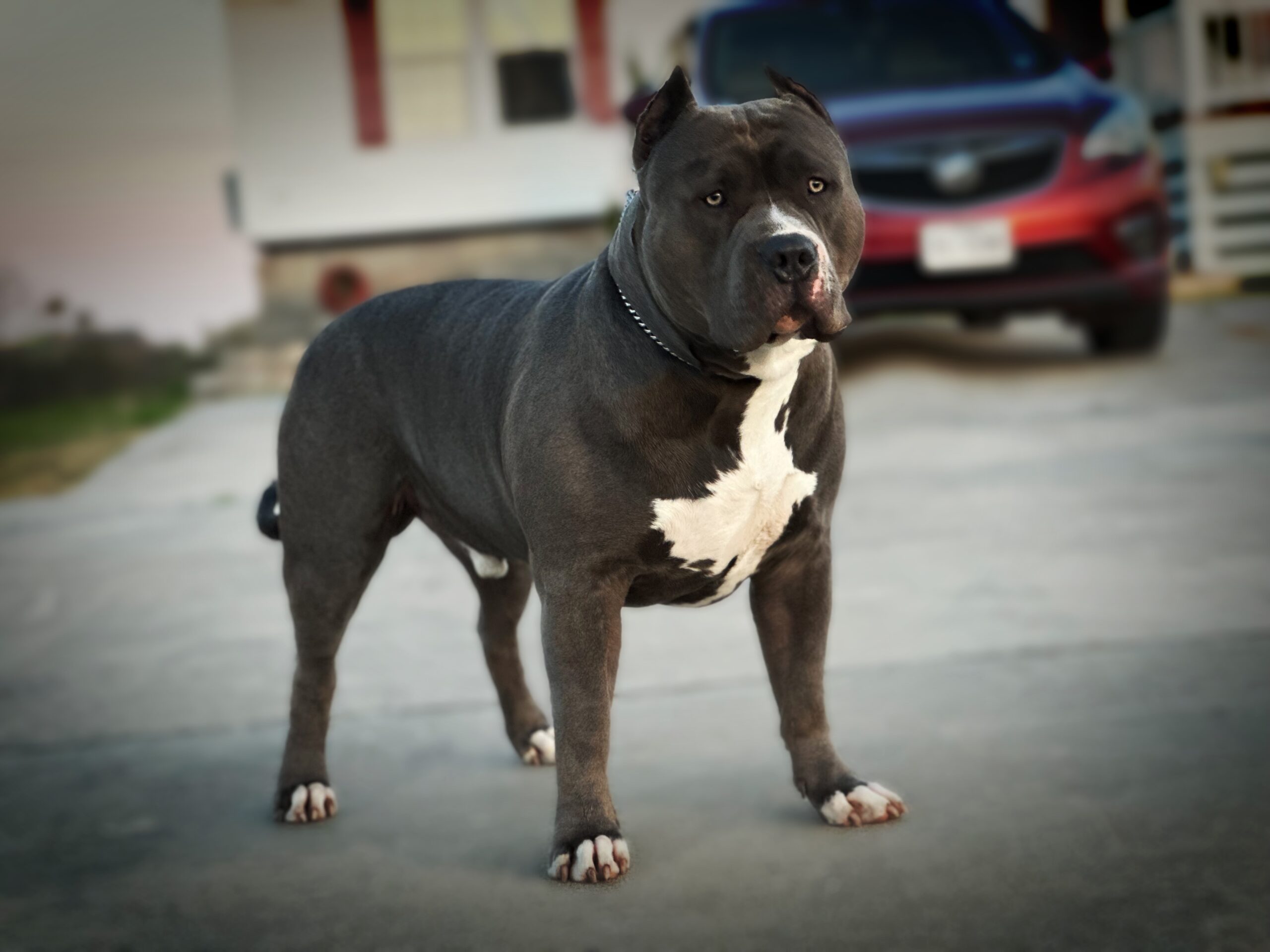 Dog Featured Image