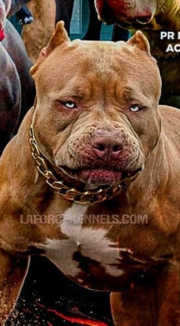 Dog Featured Image