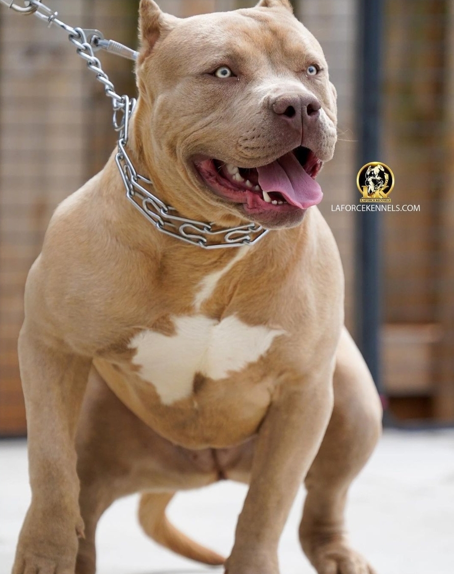 Dog Featured Image