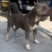 Dog Featured Image