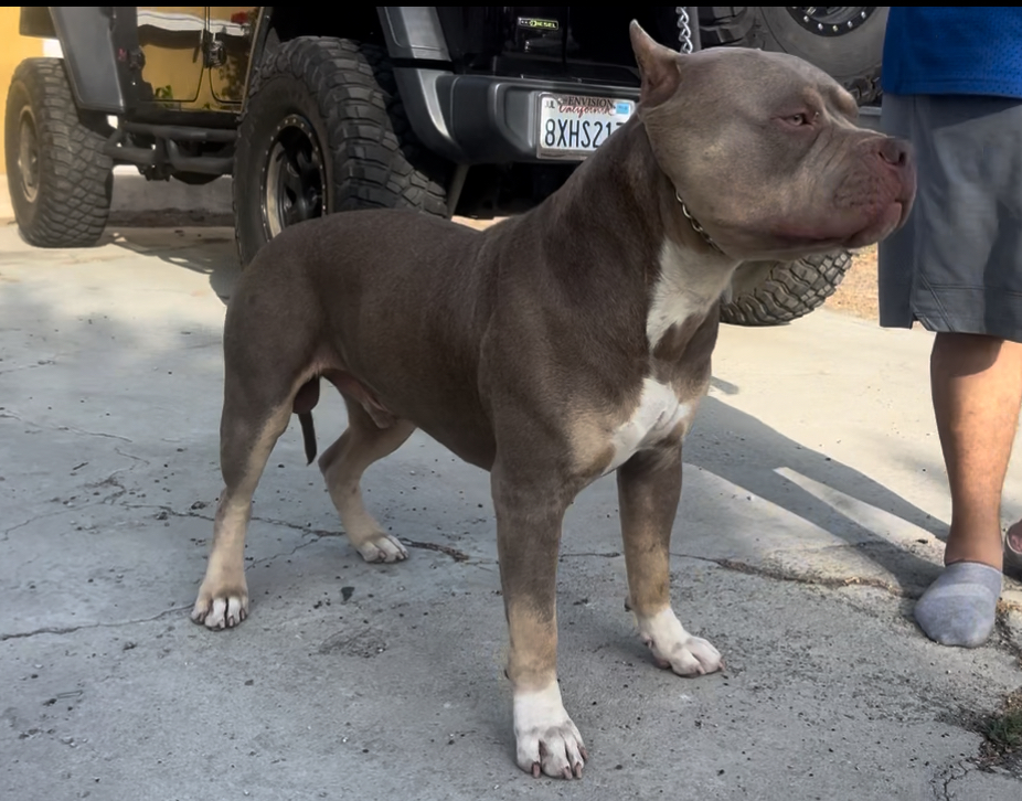 Dog Featured Image