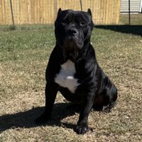 Dog Featured Image