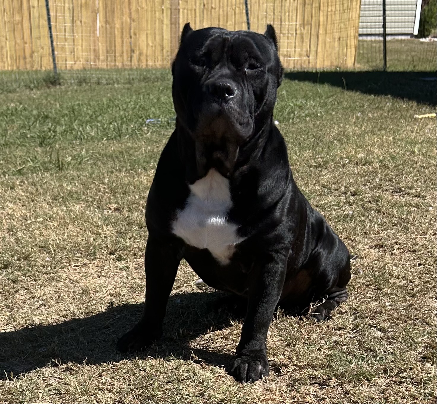 Dog Featured Image