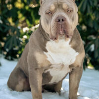 Dog Featured Image