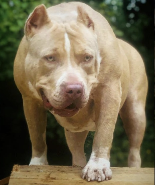 Dog Featured Image