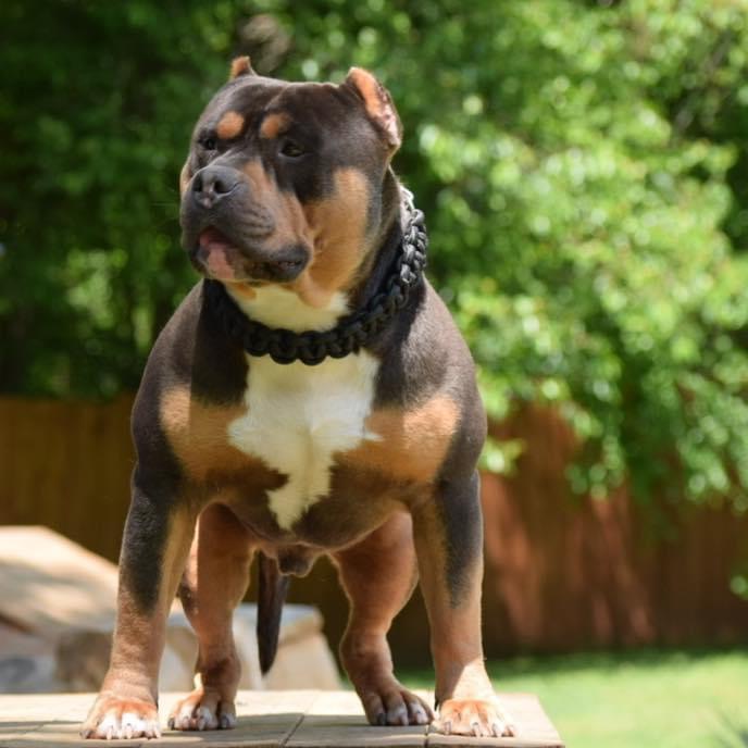 Dog Featured Image