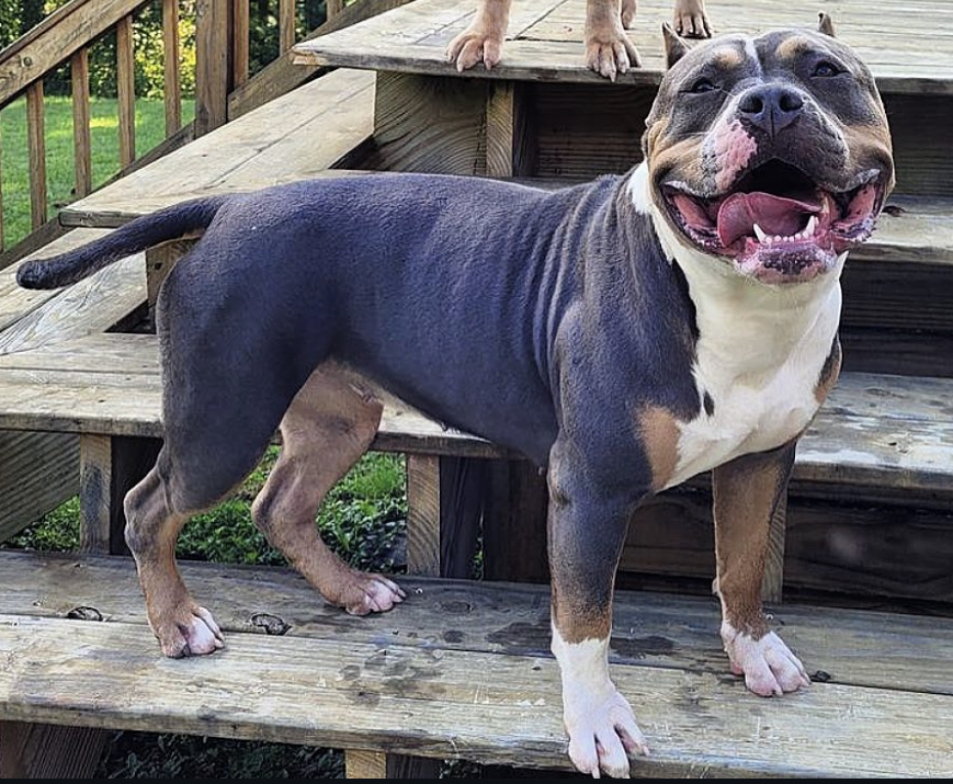Dog Featured Image