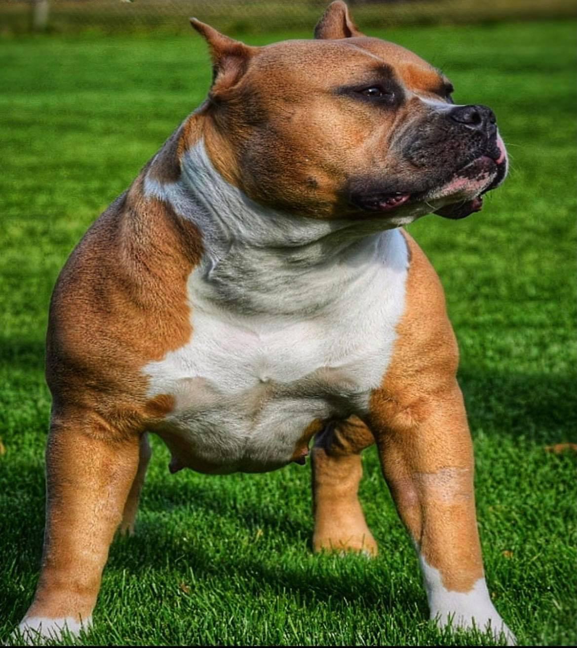 Dog Featured Image