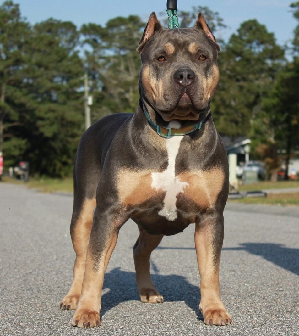 Dog Featured Image