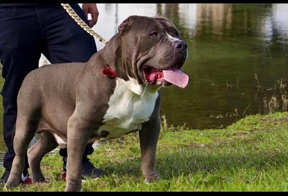 Dog Featured Image