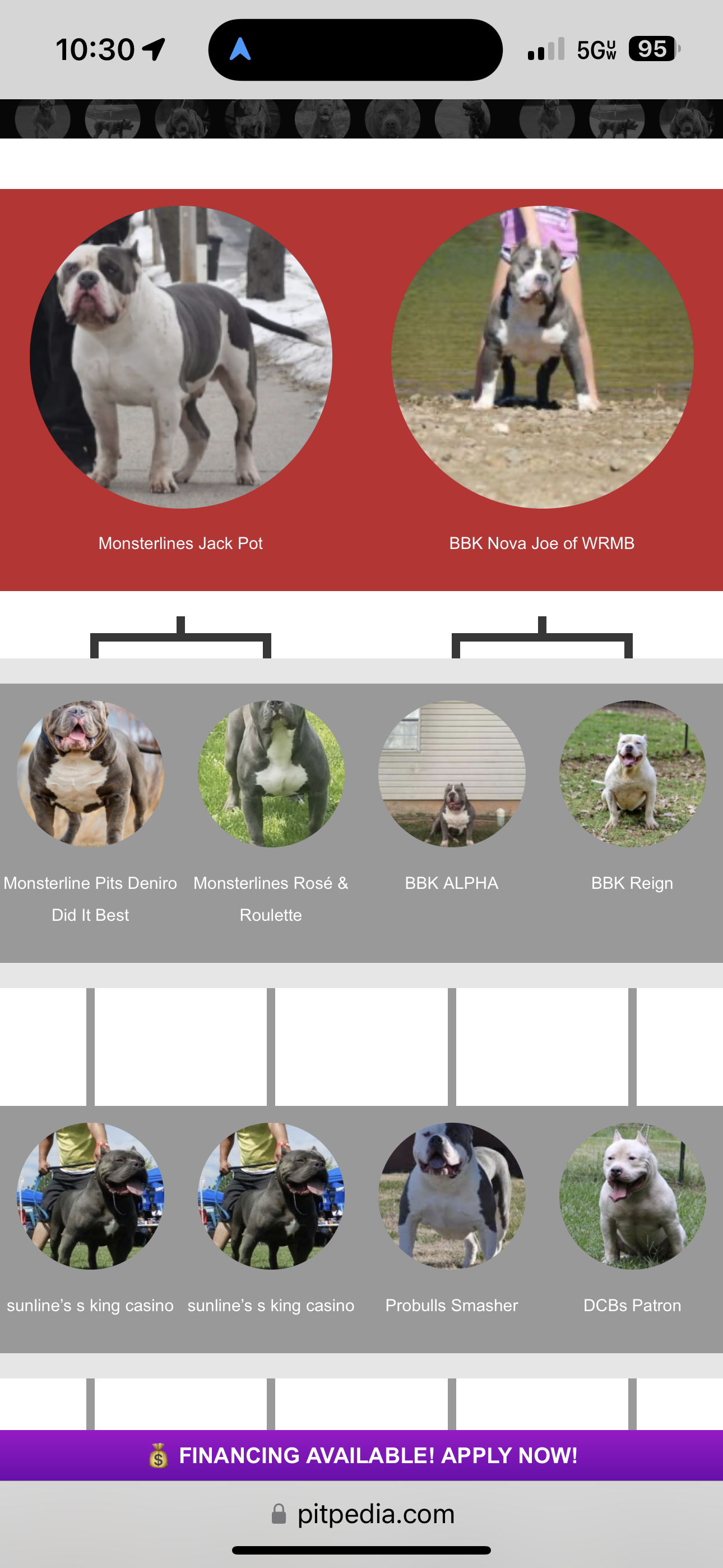 Dog Featured Image