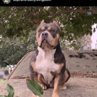 Dog Featured Image