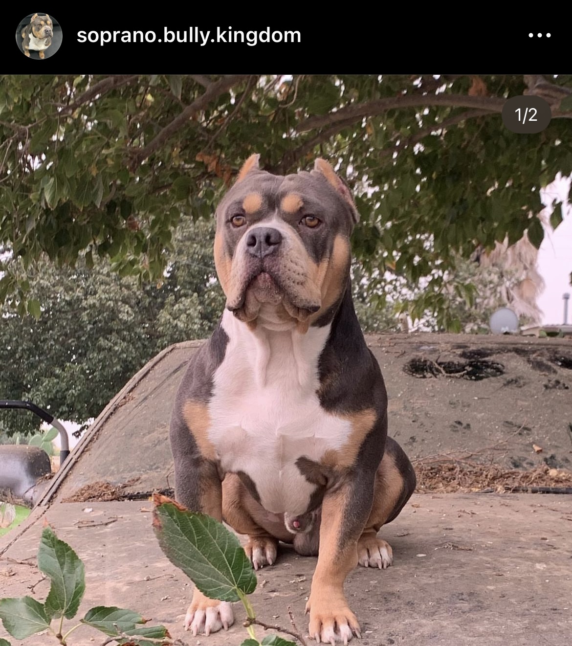 Dog Featured Image