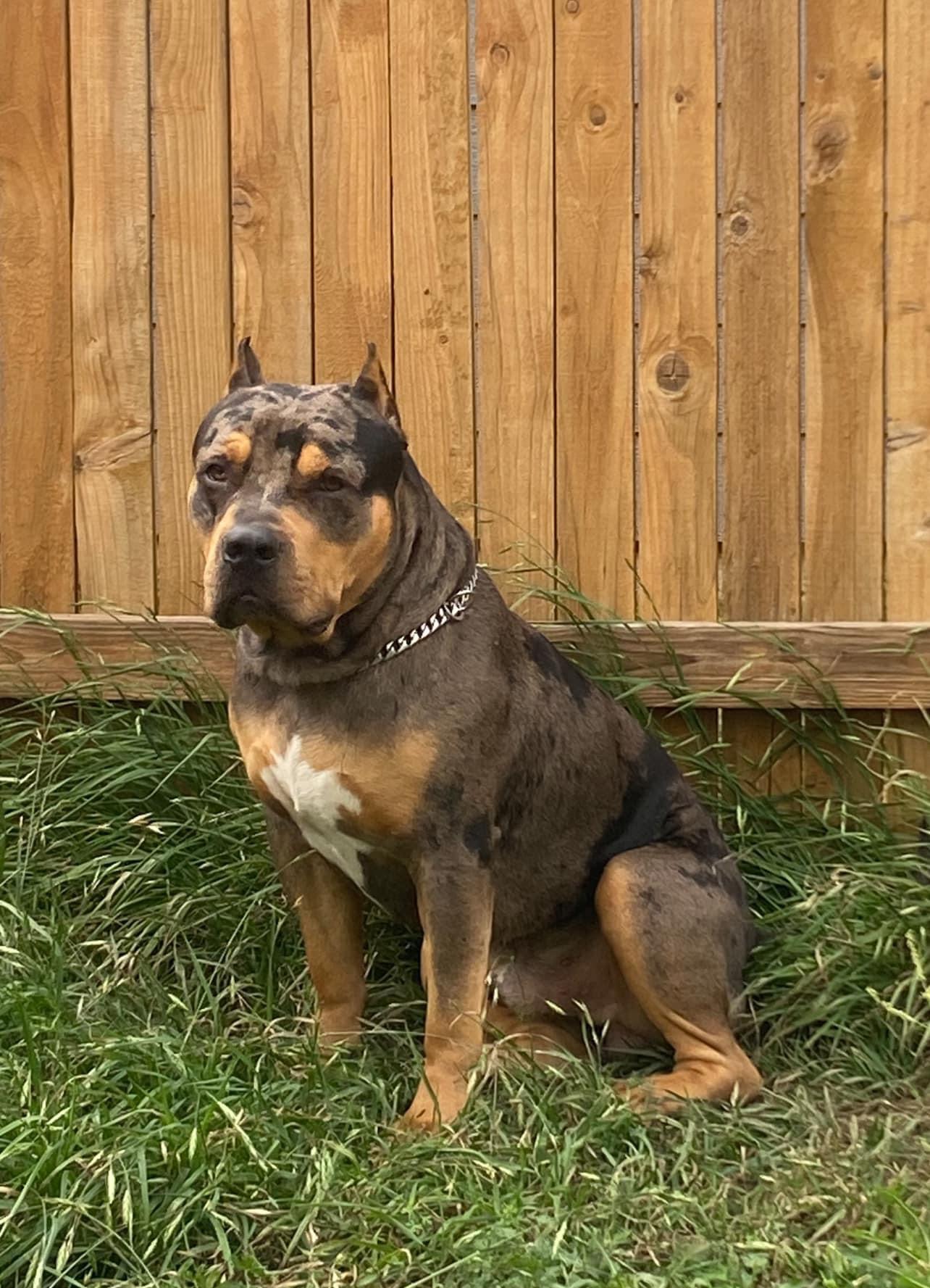 Dog Featured Image