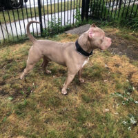 Dog Featured Image
