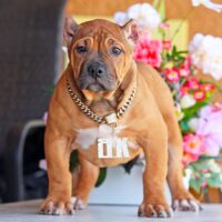 Dog Featured Image