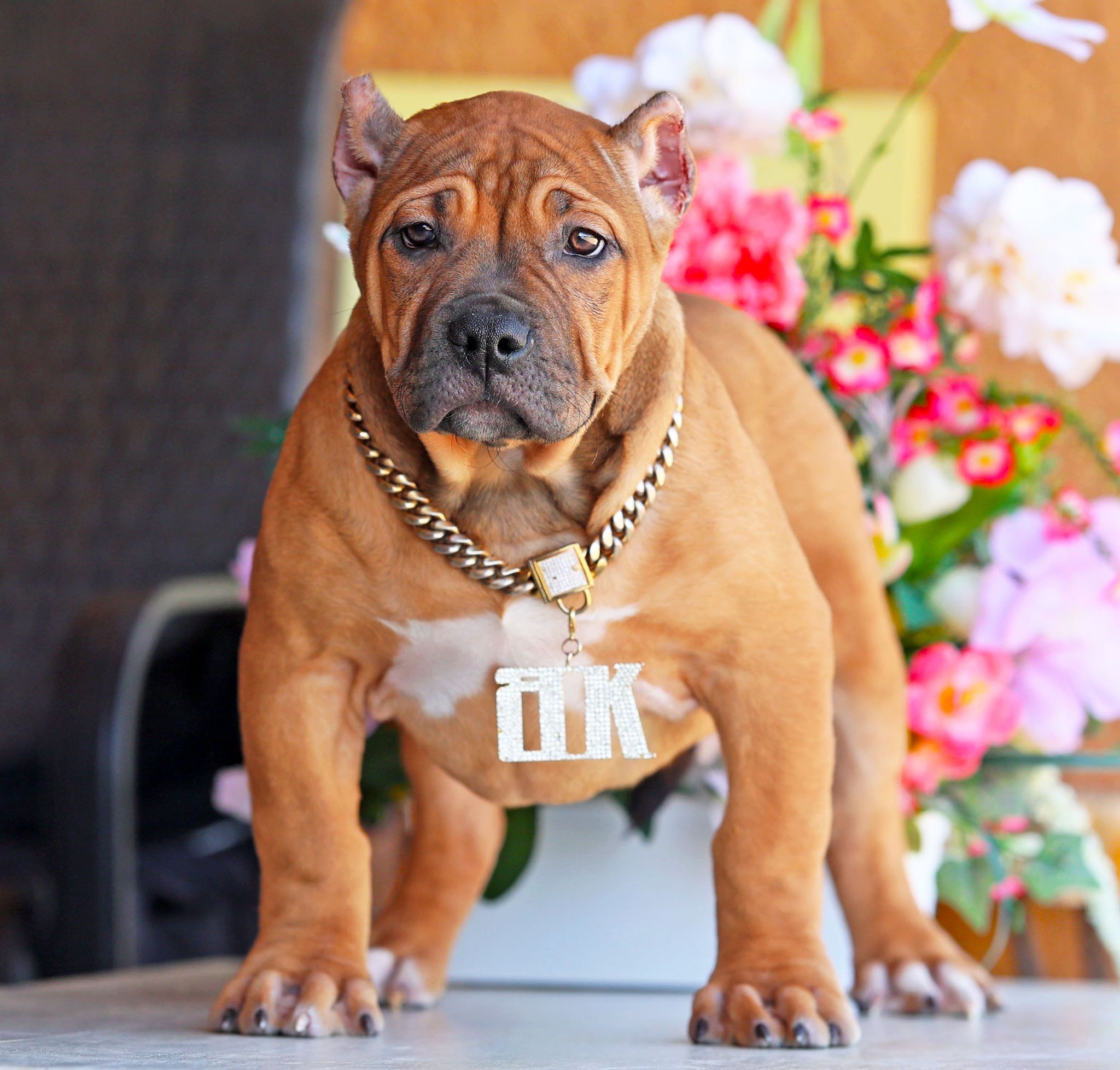 Dog Featured Image