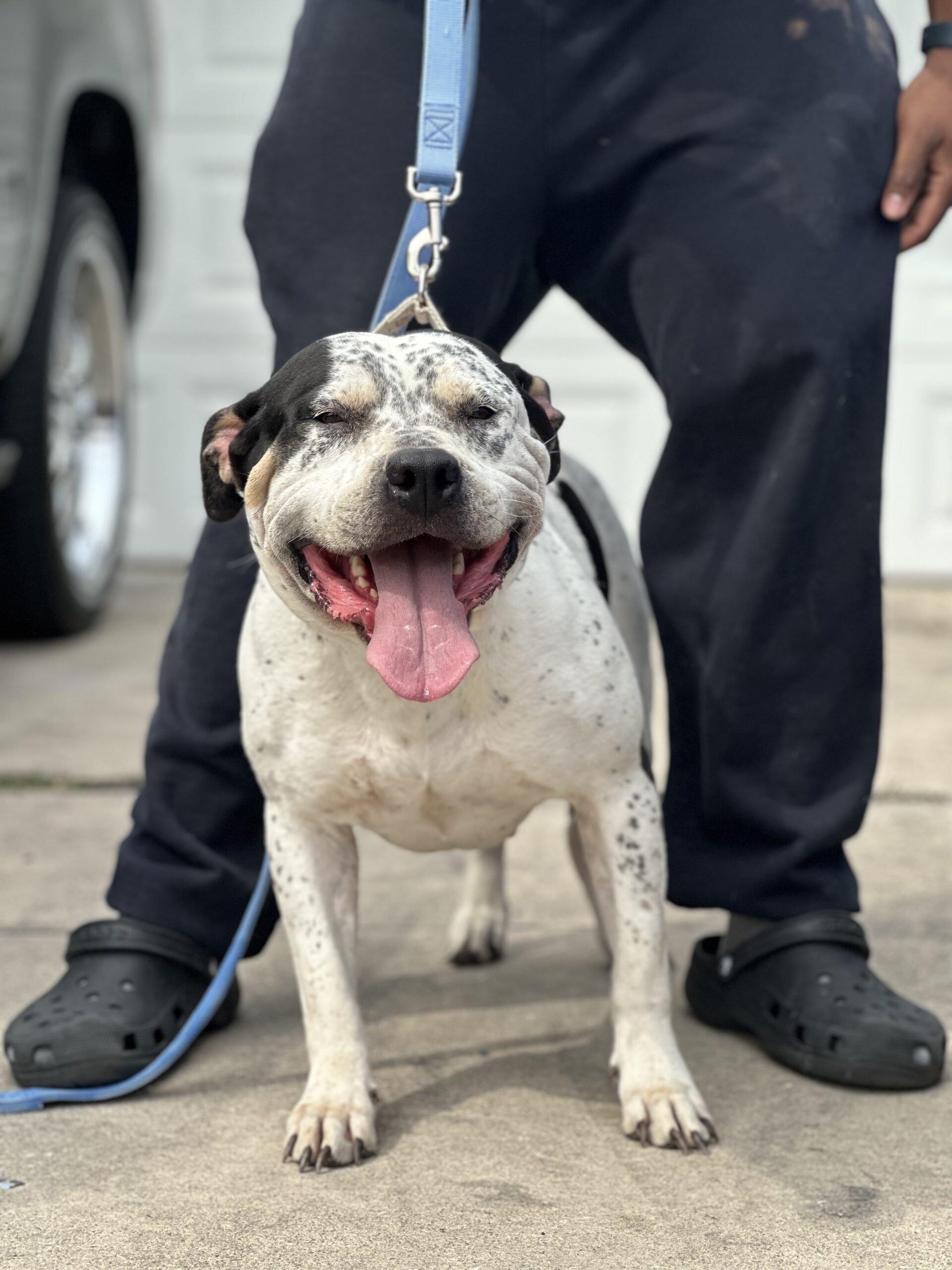Dog Featured Image